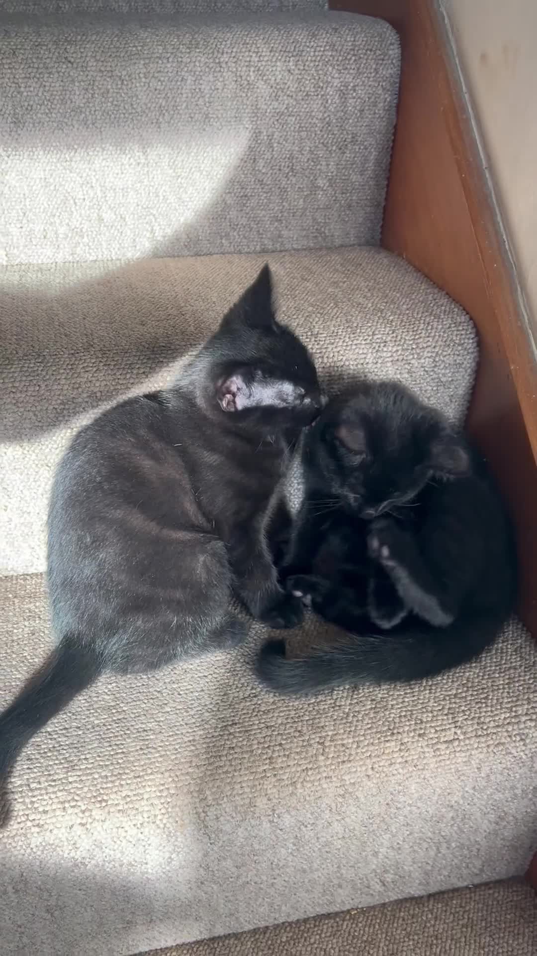 British Shorthair cats for sale: Two British shorthairs male black kittens - Video 1