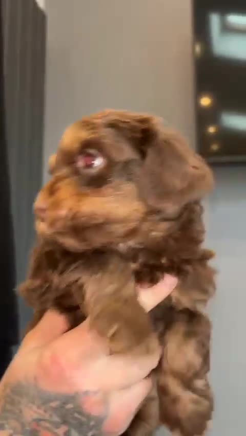 Cockapoo dogs for sale: 🩷 F1 Cockerpoo ready to go only 1 boy left  💙 - Video 3