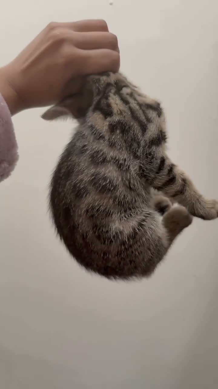 Bengal cats for sale: 1/2 bengal kittens available in London - Video 1