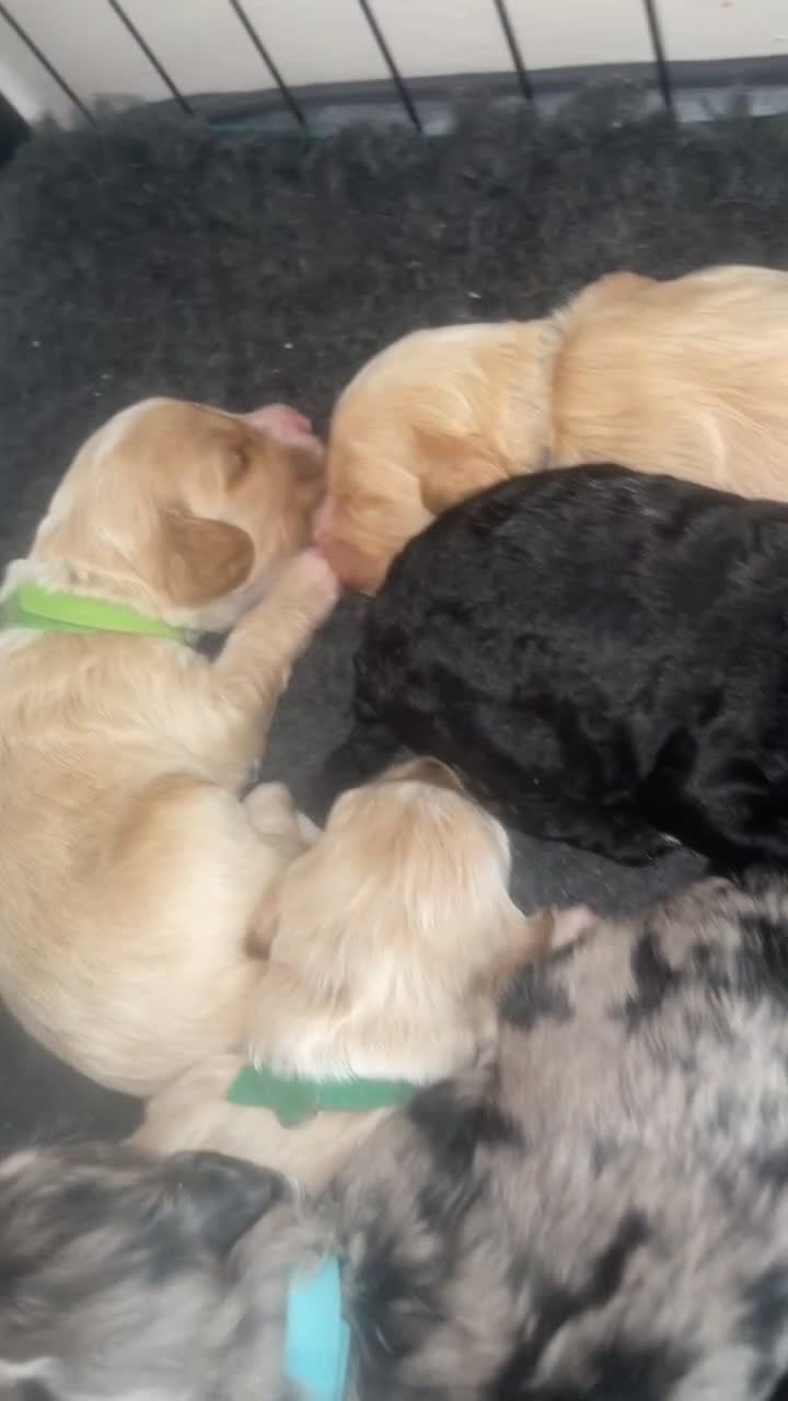 Mixed Breed dogs for sale: Beautiful Cavapoochon x cockapoo Puppies  - Video 2