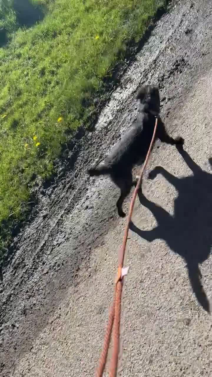 Patterjack dogs for sale: Here is my friendly loving pup cracker  - Video 1