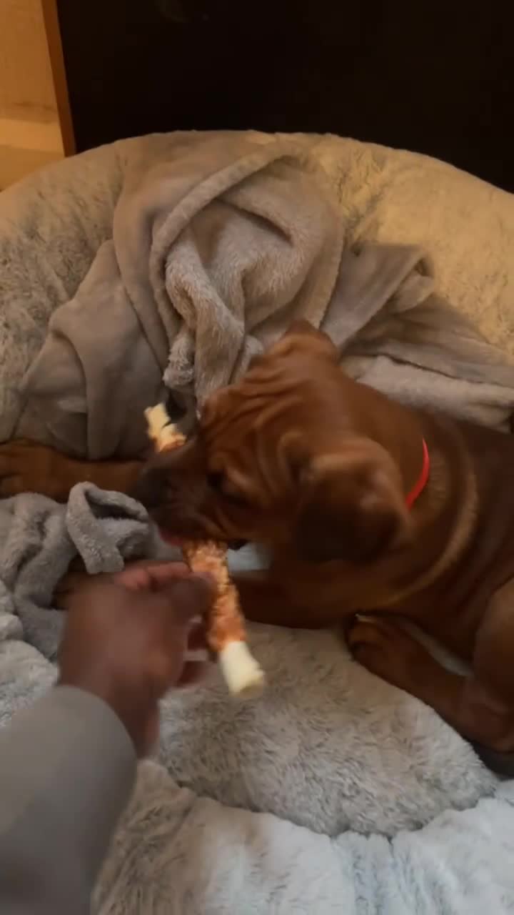 Mixed Breed dogs for sale: Cane Corso Puppy 3 months old  - Video 1