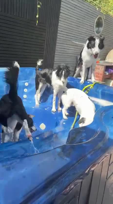 Border Collie dogs for sale: Cooper and Juno - Video 1