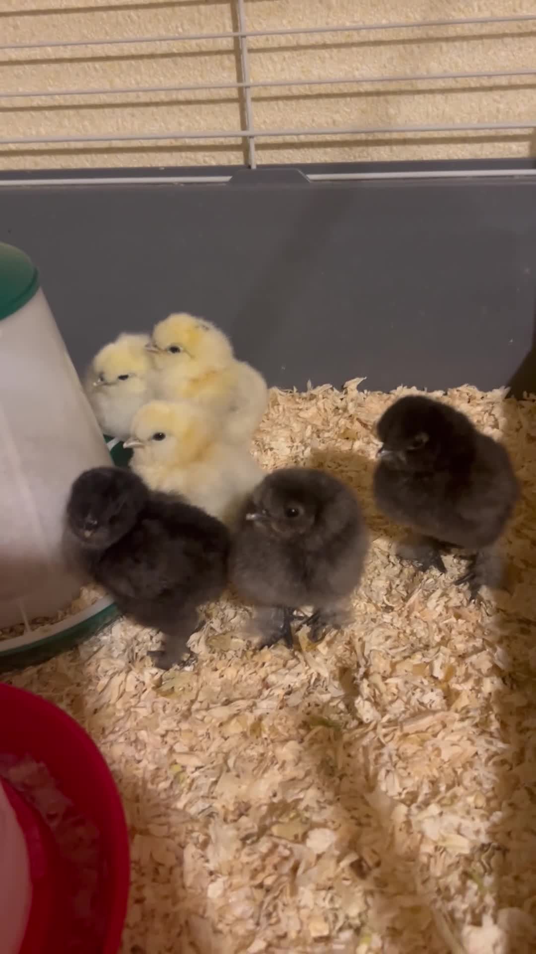 Chickens poultry for sale: 5 Day Old Silkie Chicks - Video 1