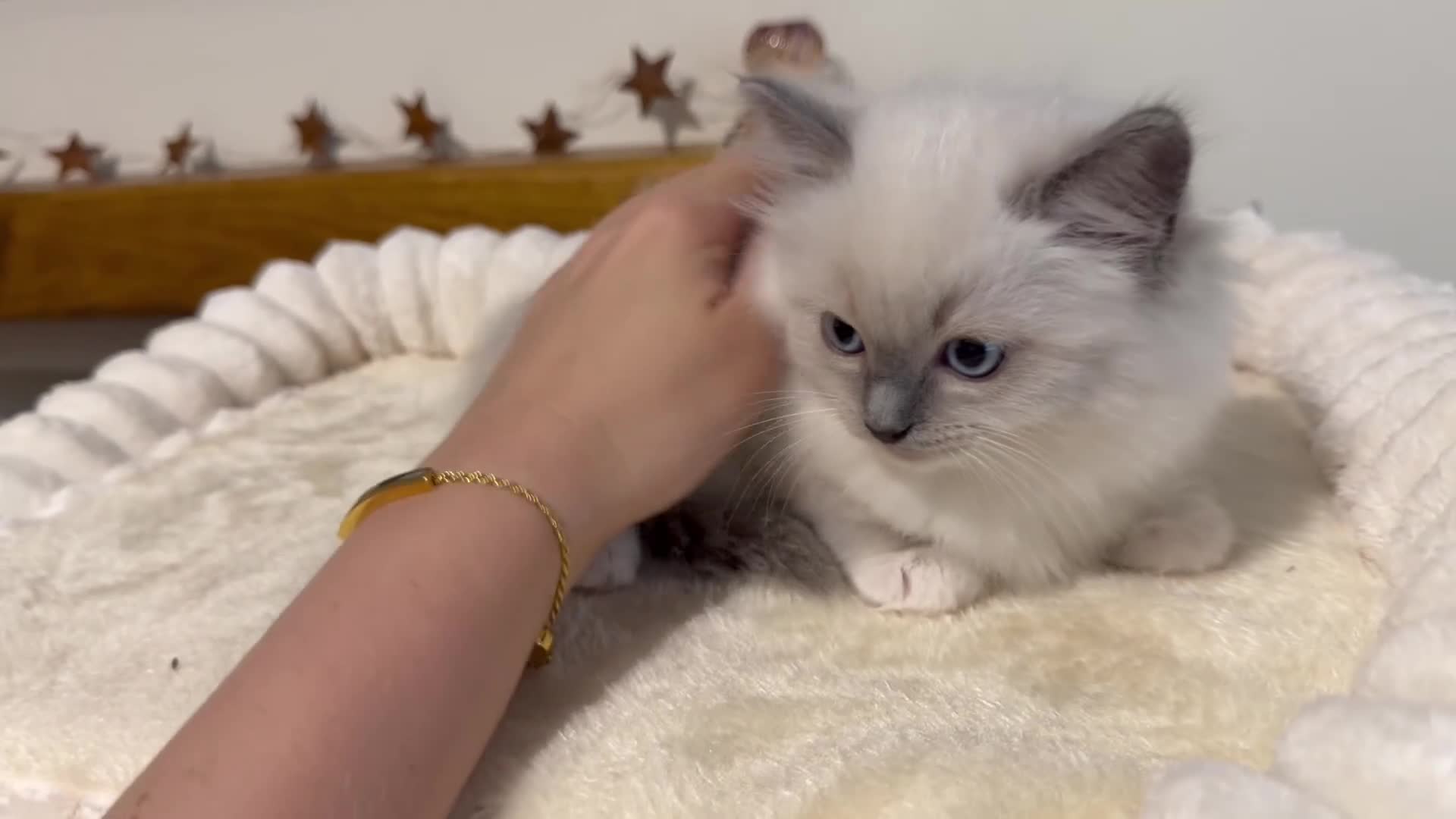 Ragdoll cats for sale: 🌸Active price £1650-DNA health tested🌸 - Video 2