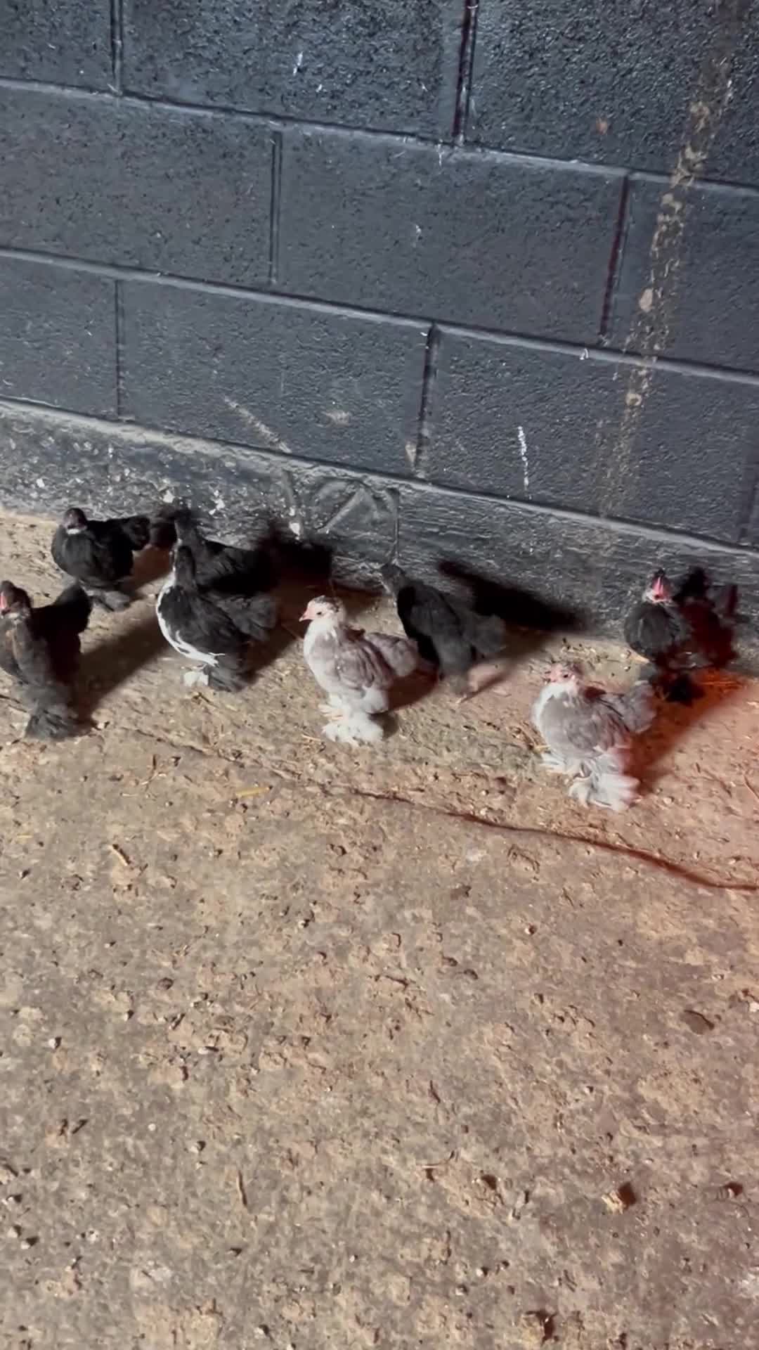 Chickens poultry for sale: Pekins For Sale - Video 1