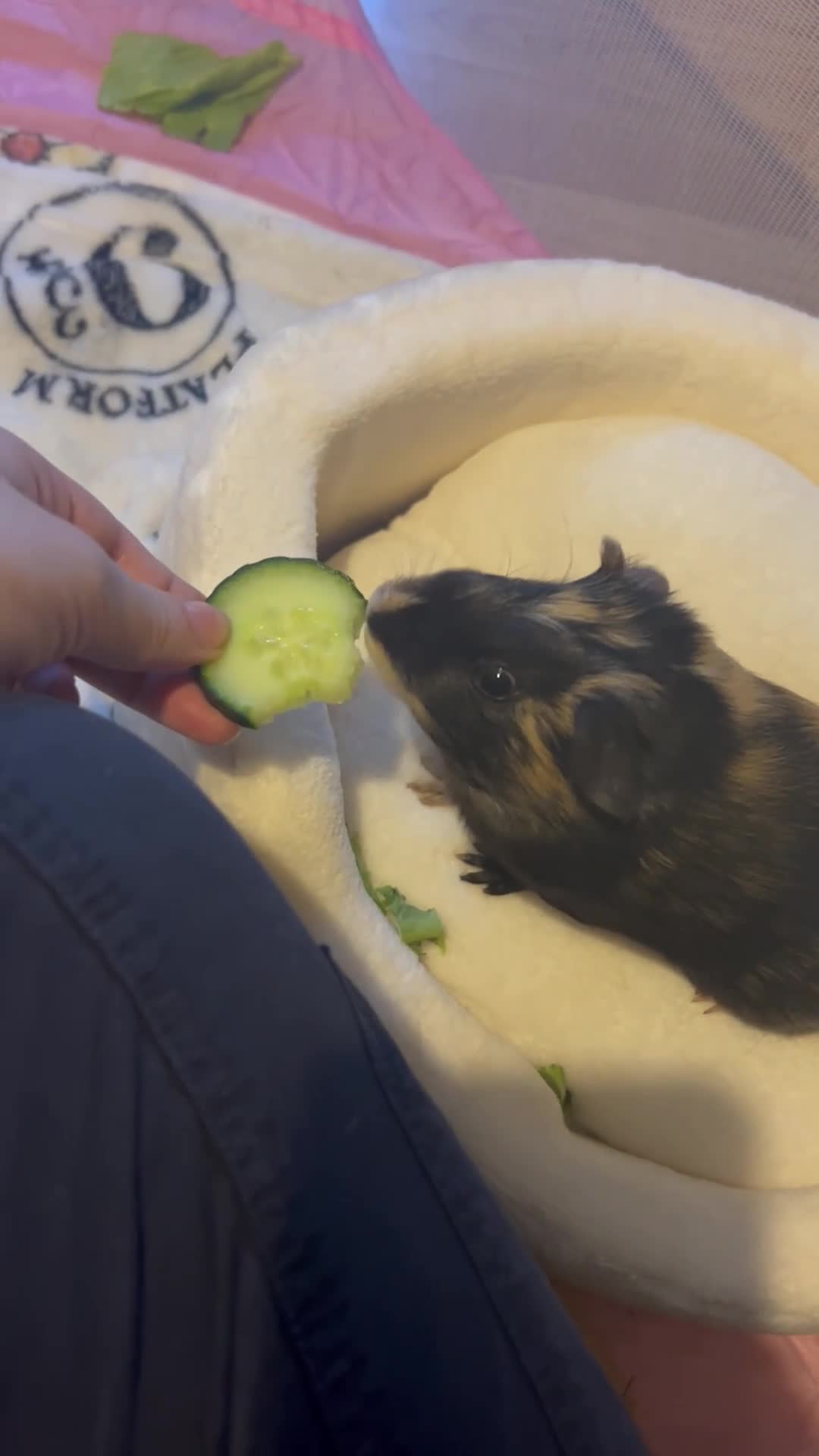 Mixed Breed rabbits for sale: 2 friendly guinea pigs for sale  in Thurso - Video 4