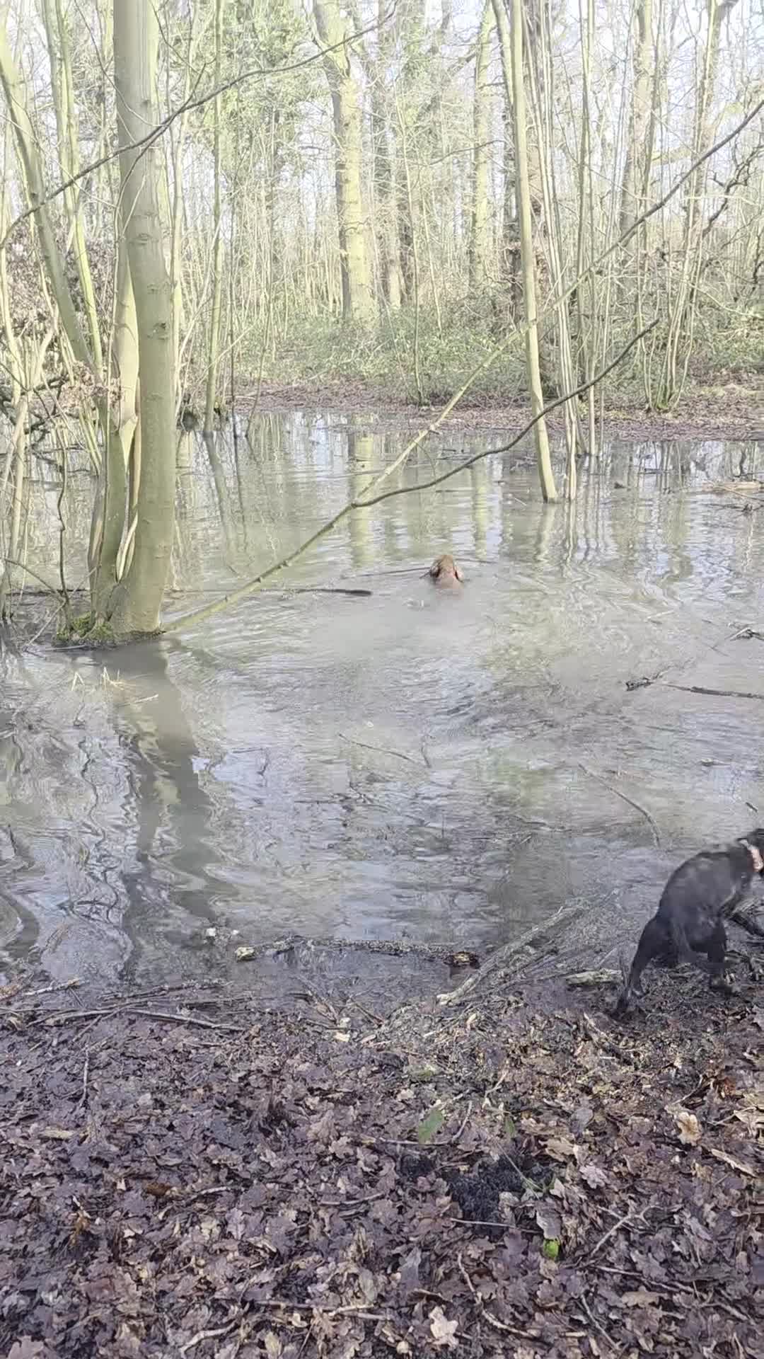 Cocker Spaniel dogs for sale: 2 year old Cocker Spaniel  - Video 1
