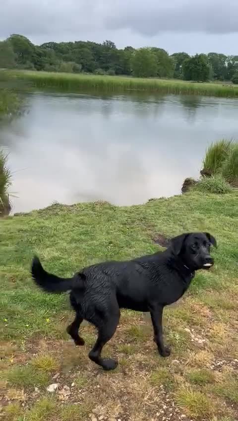 Labrador Retriever dogs for stud: KC Black Labrador Retriever for stud - Video 3