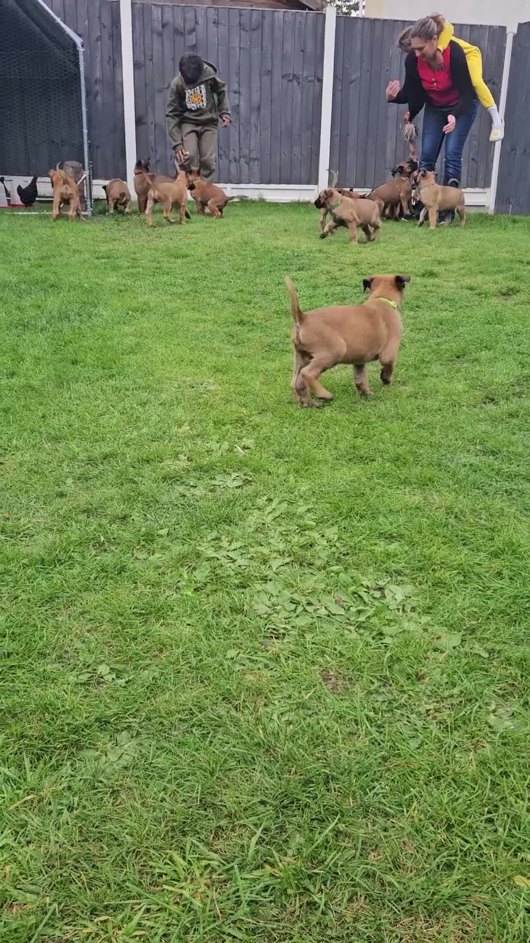 Belgian Shepherd Dog dogs for sale: KC Registered Mali Pups ***Last 1 girl - Video 2