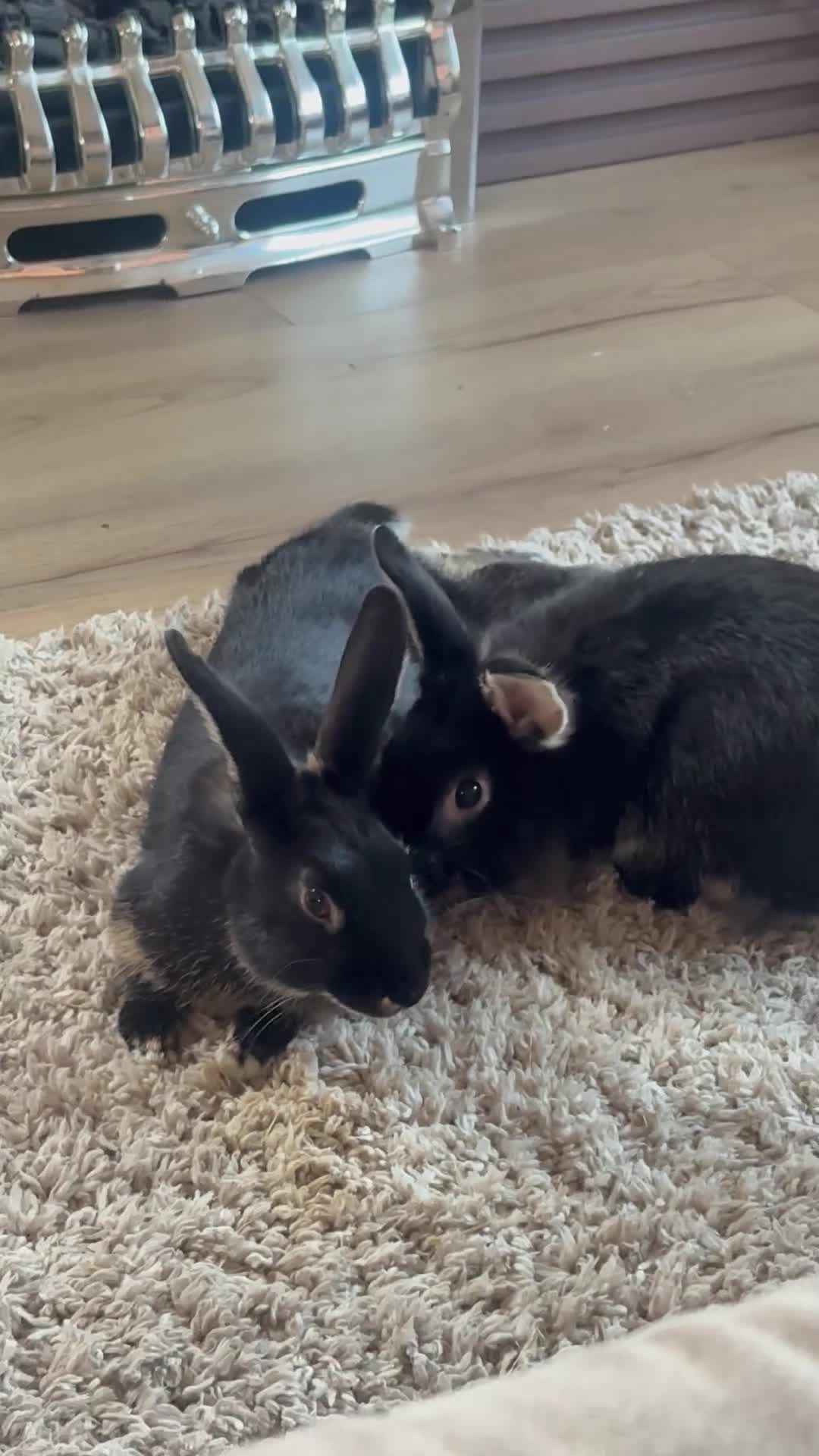 Mixed Breed rabbits for sale: 2 male rabbits  - Video 2