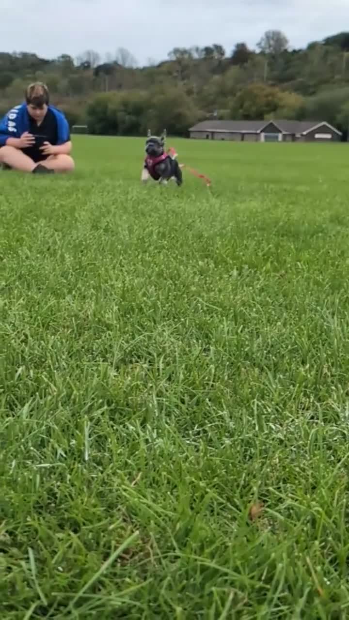 French Bulldog dogs for sale: Last 3 Gorgeous Female Frenchie Pups - Video 5