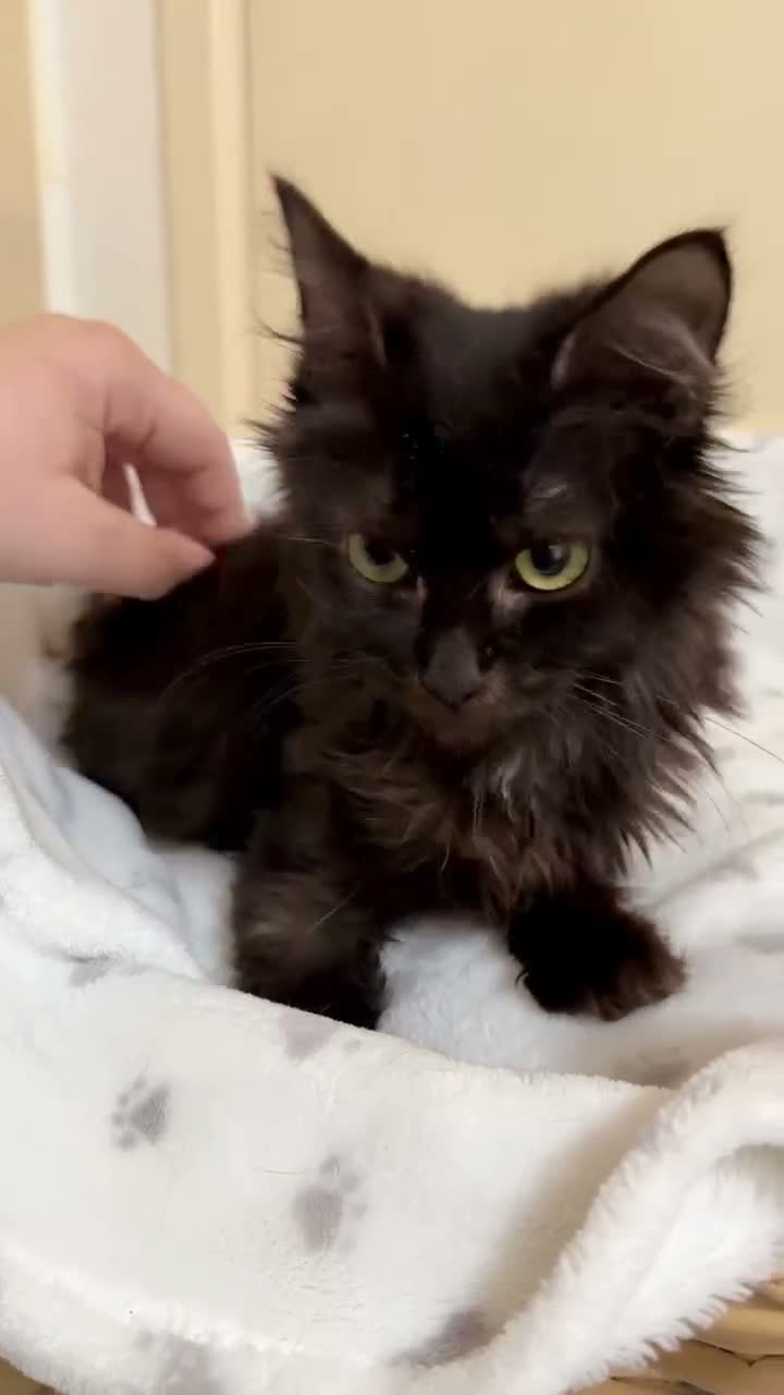 Mixed Breed cats for sale: MAINE COON X RAGDOLL ‘’Ragcoon’’ CHOCOLATE SMOKEY - Video 1