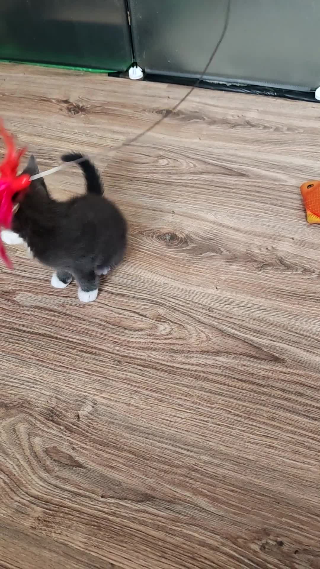 Ragdoll cats for sale: Male kitten Ragdoll  Mix - Video 2