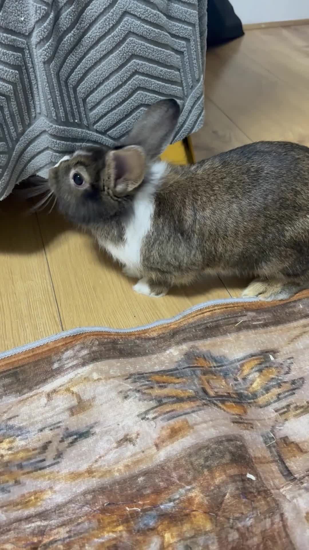 Mixed Breed rabbits for sale: Rabbits  - Video 1