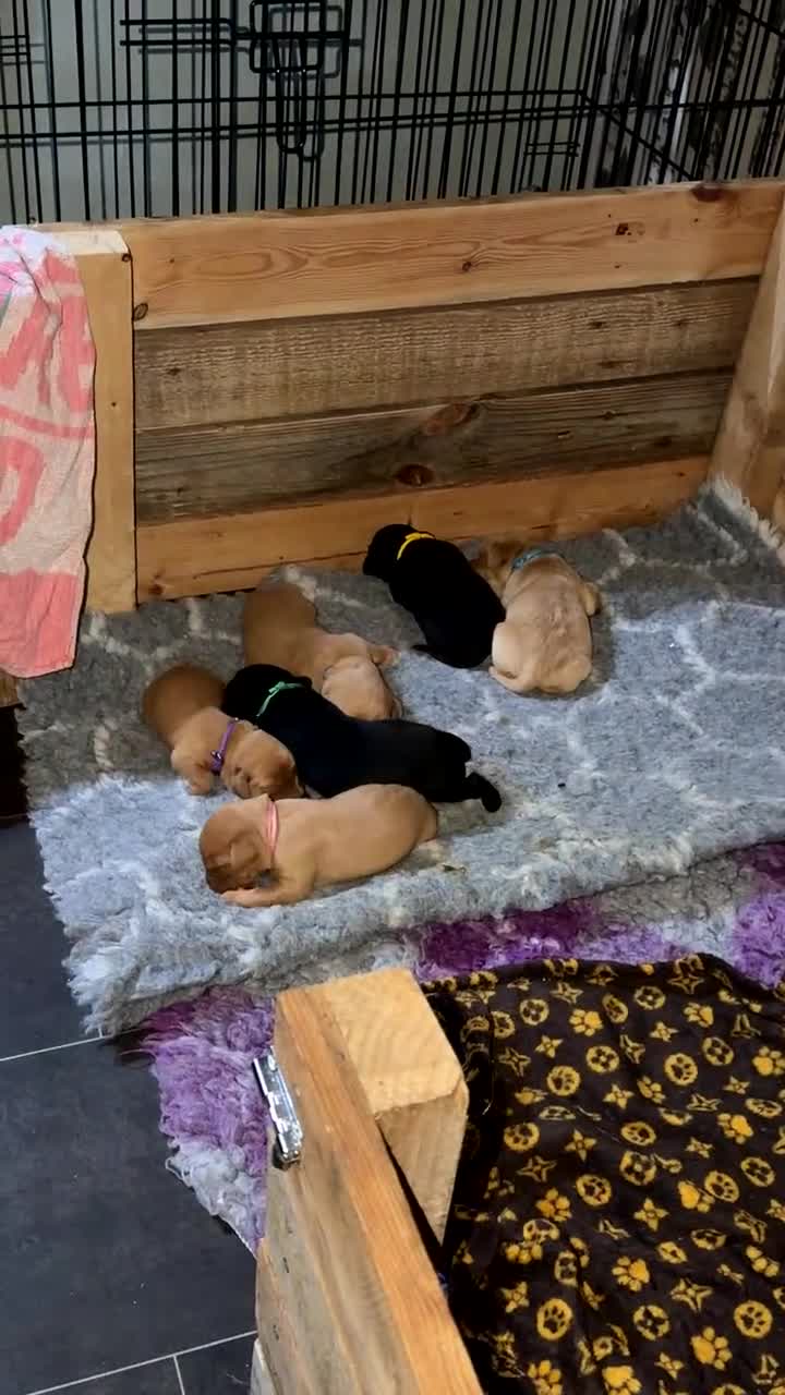 Labrador Retriever dogs for sale: Beautiful Labrador Retriever Puppies in Tiverton - Video 1