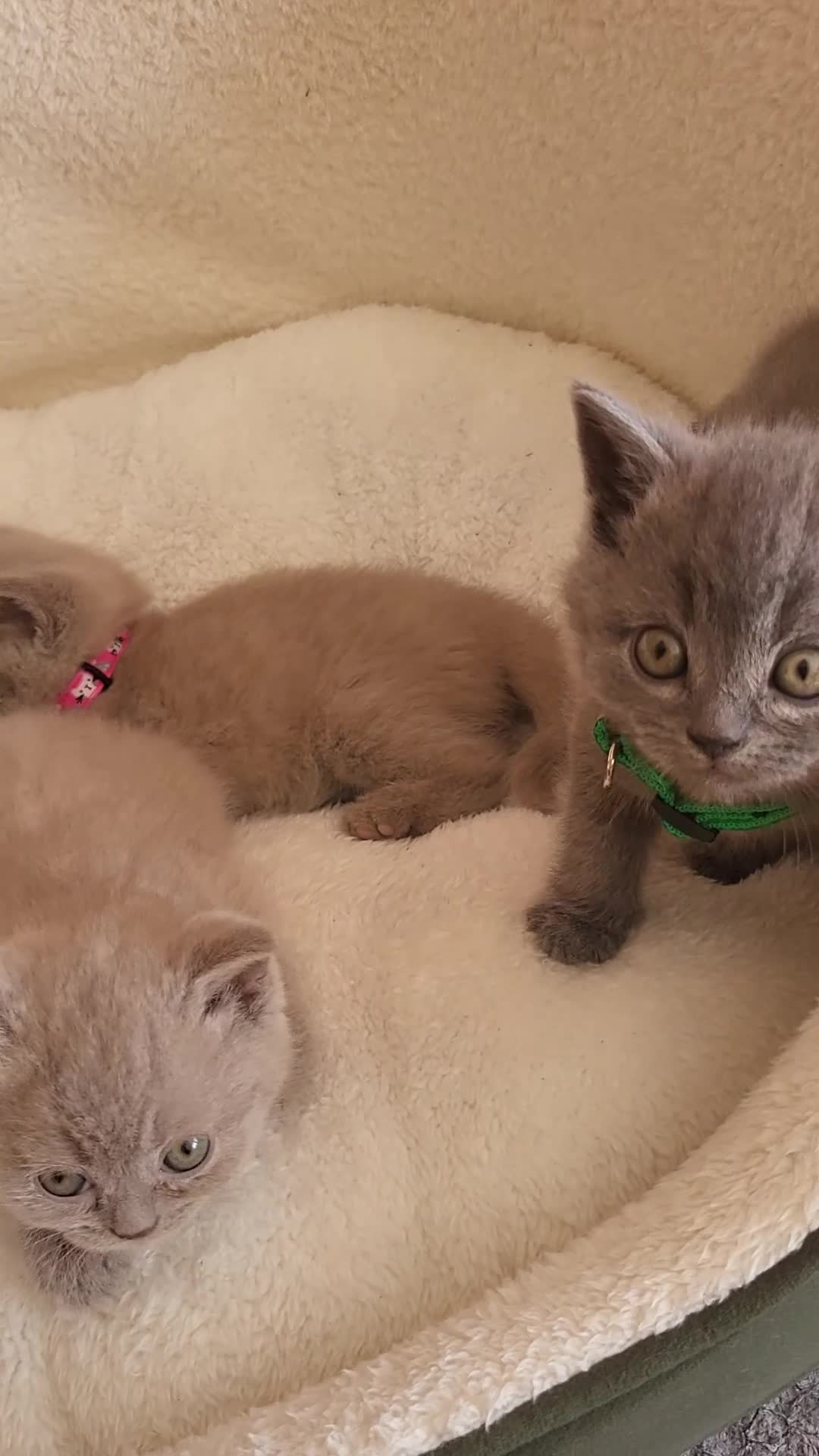 British Shorthair cats for sale: 4 adorable British Shorthair kittens - Video 3
