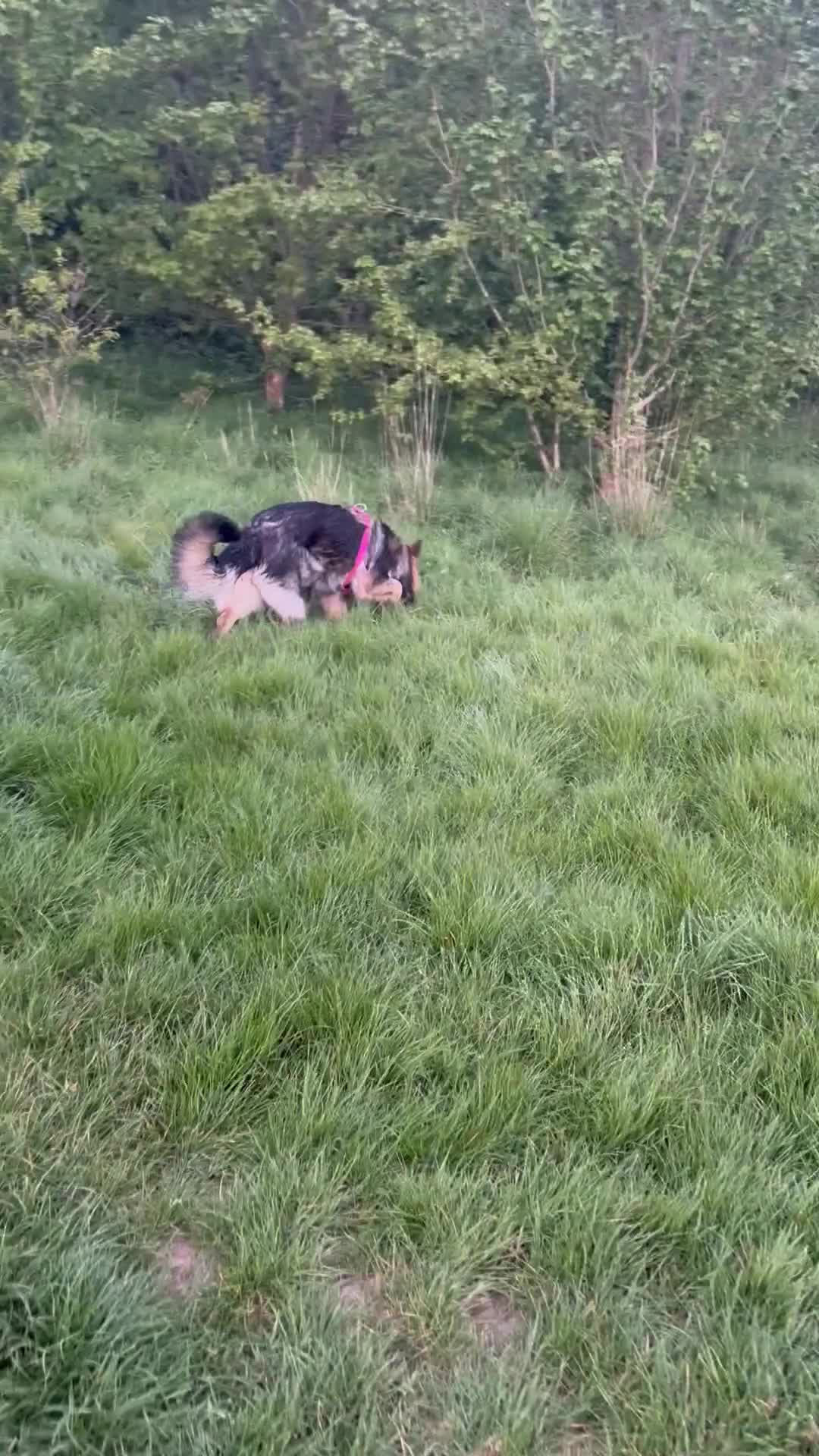 German Shepherd dogs for sale: German shepherd bitch  - Video 1