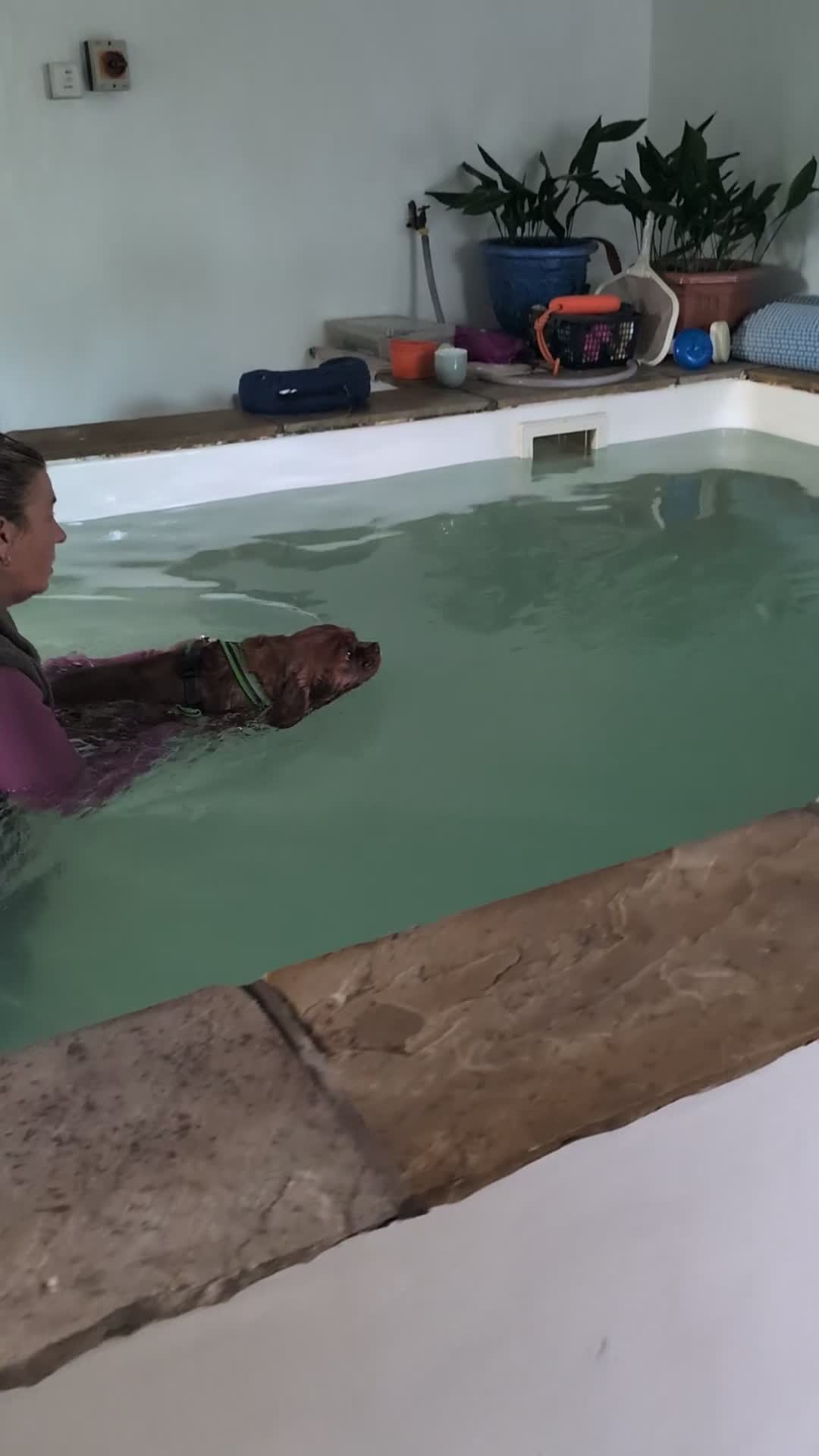 Cavalier King Charles Spaniel dogs for sale: Most loveliest caring, Female CKC Spaniel - Video 3