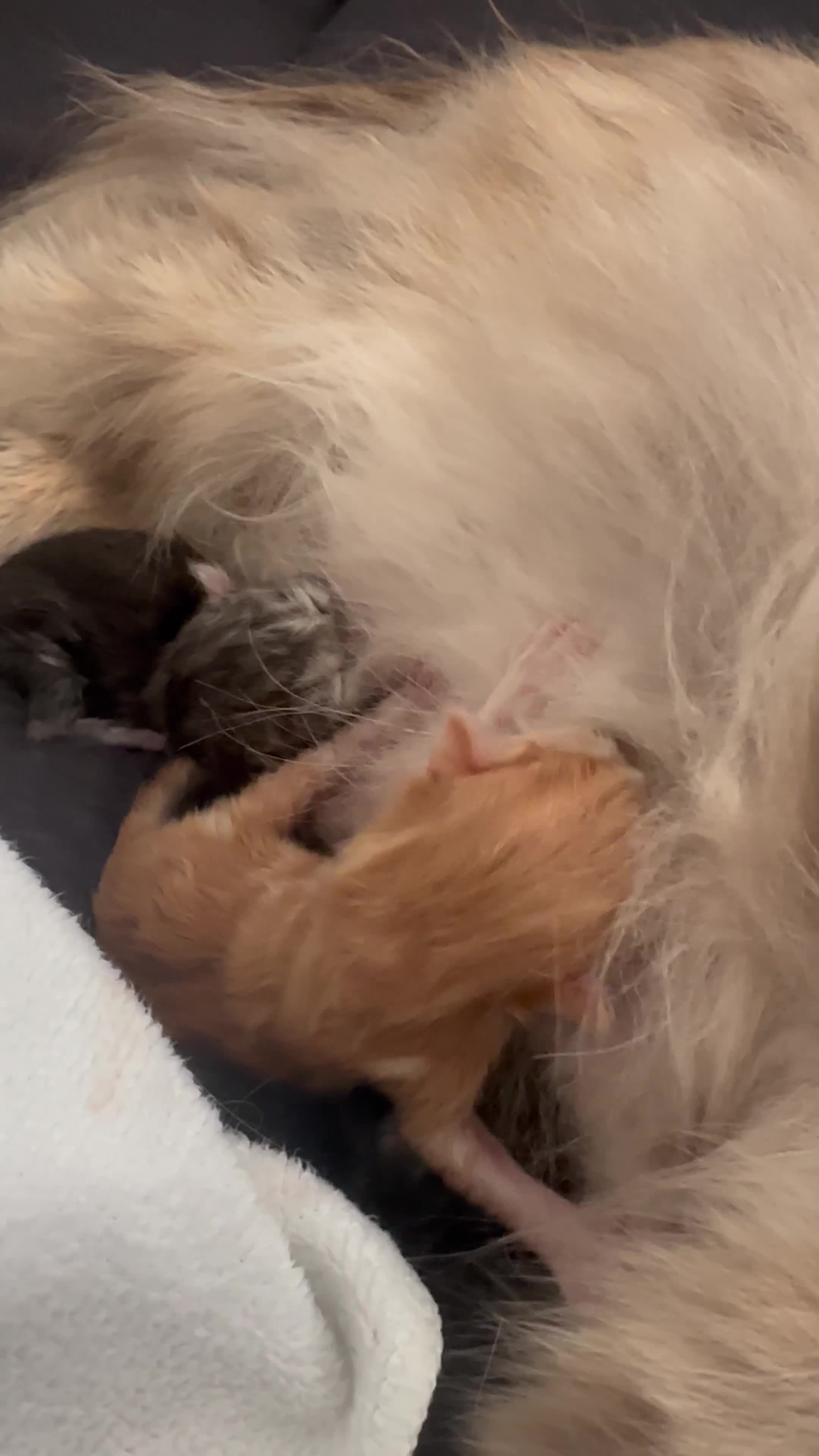 Persian cats for sale: Gorgeous Persian/chinchilla Persian Kittens in Bracknell - Video 1
