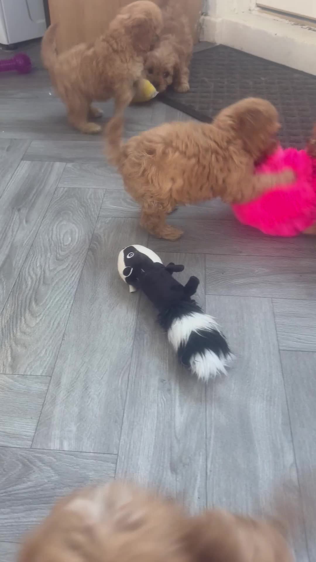 Cavapoo dogs for sale: 5 beautiful F1 cavapoo puppies - Video 2
