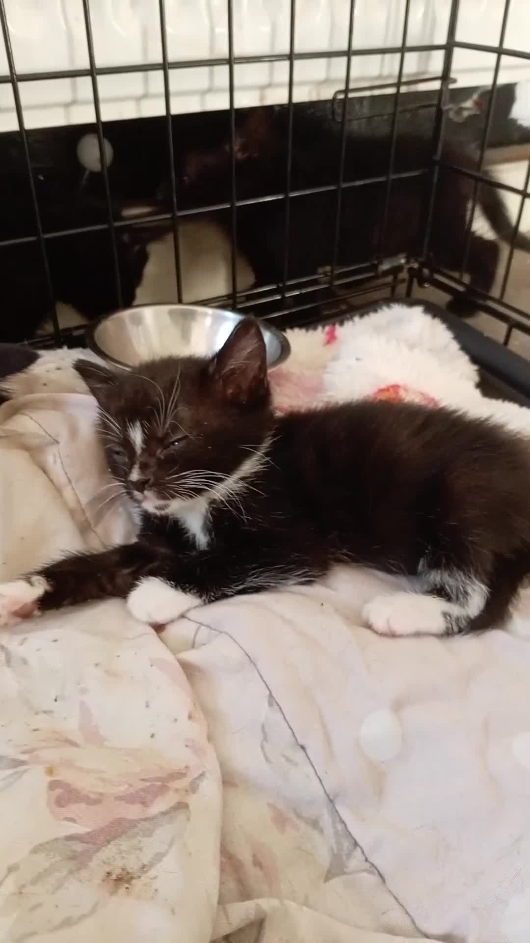 Mixed Breed cats for sale: Kitten  - Video 1