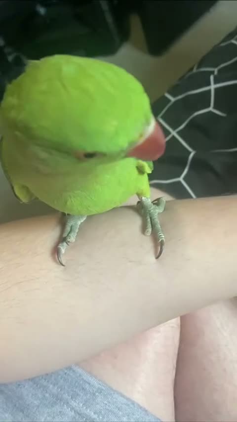 Ringnecks birds for sale: Green Ringneck Parrot - Video 1