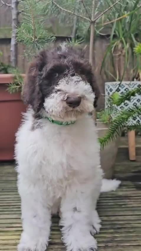 Labradoodle dogs for stud: Hypoallergenic Health Checked Labradoodle PROVEN  - Video 1