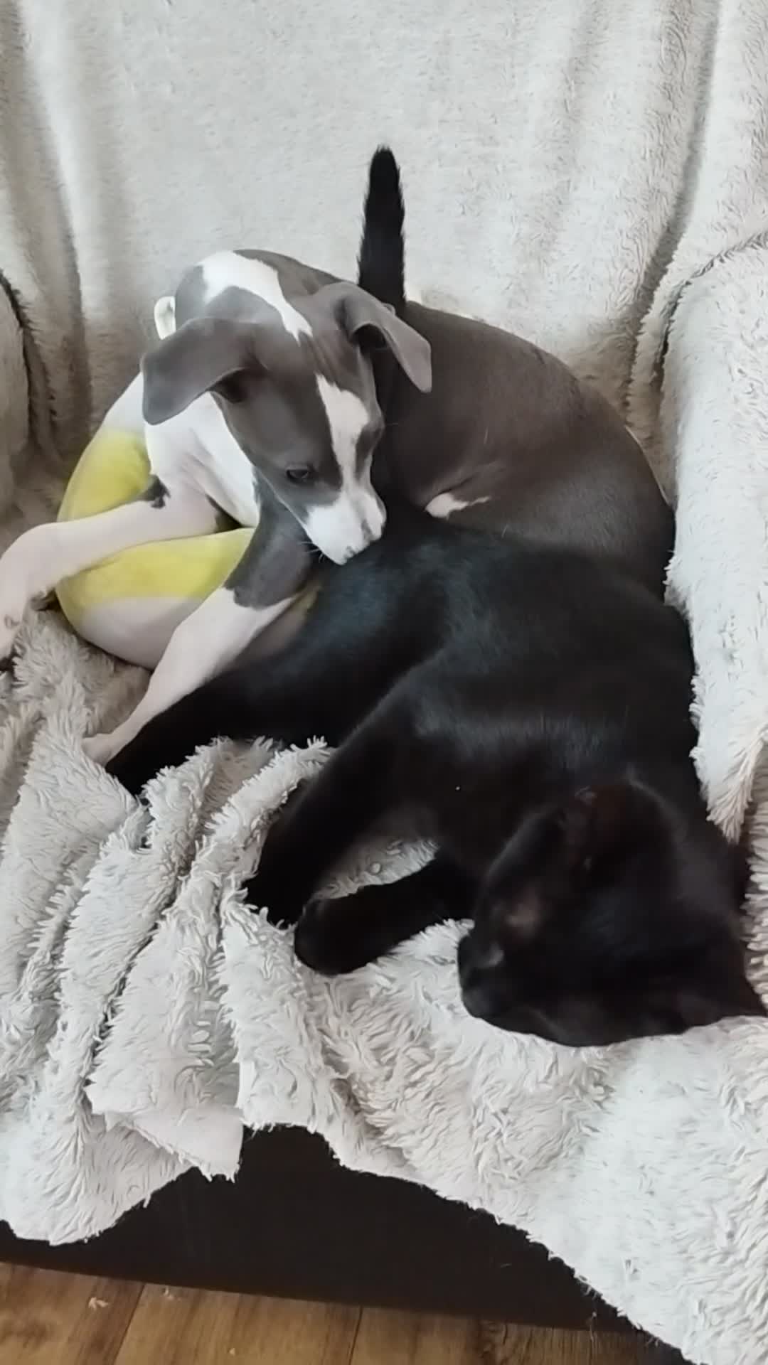 Whippet dogs for sale: Show quality KC reg pups - Video 2