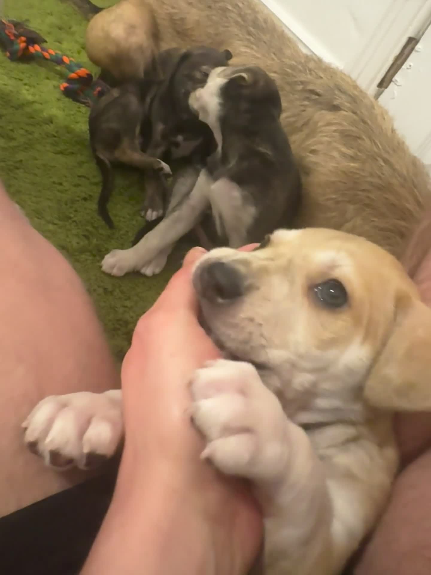 Mixed Breed dogs for sale: 1 beautiful boy pup for sale last In litter  - Video 1