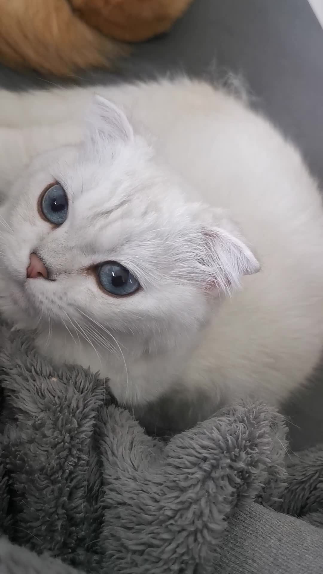 Scottish Fold cats for sale: White Scottish Fold Female looking for loving home - Video 1