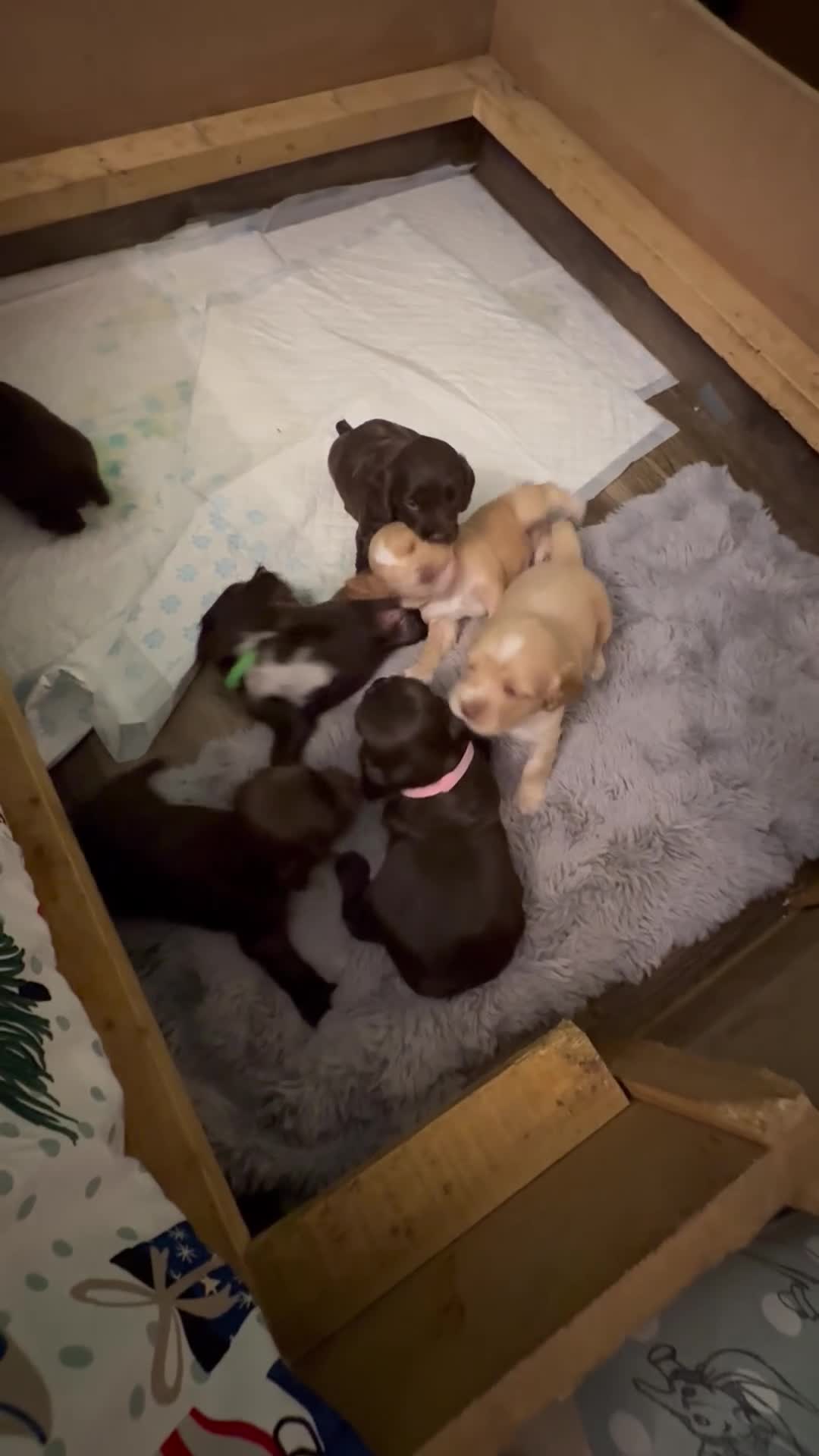 Sprocker dogs for sale: A beautiful litter docked Sprocker Spaniel puppies - Video 1