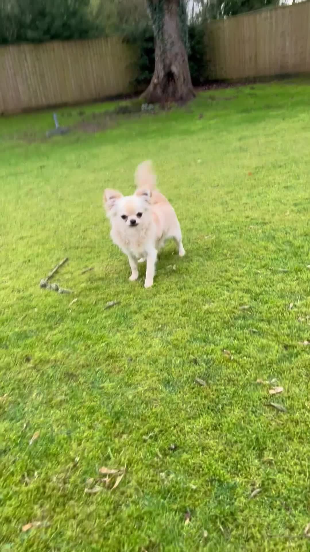 Chihuahua dogs for sale: “ Epic “ - Video 1