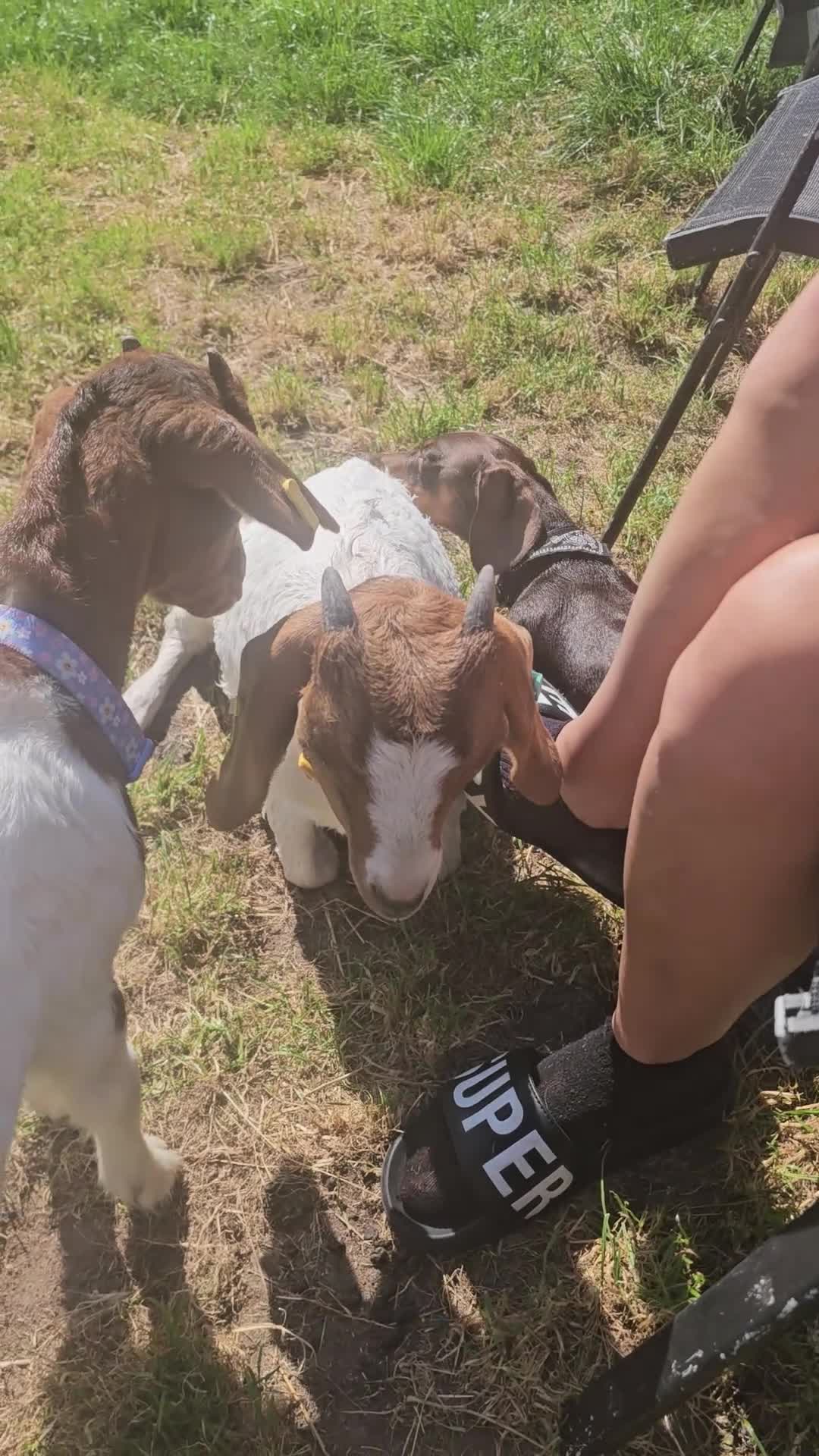 Goats livestock for sale: Two goats, one male one female - Video 1
