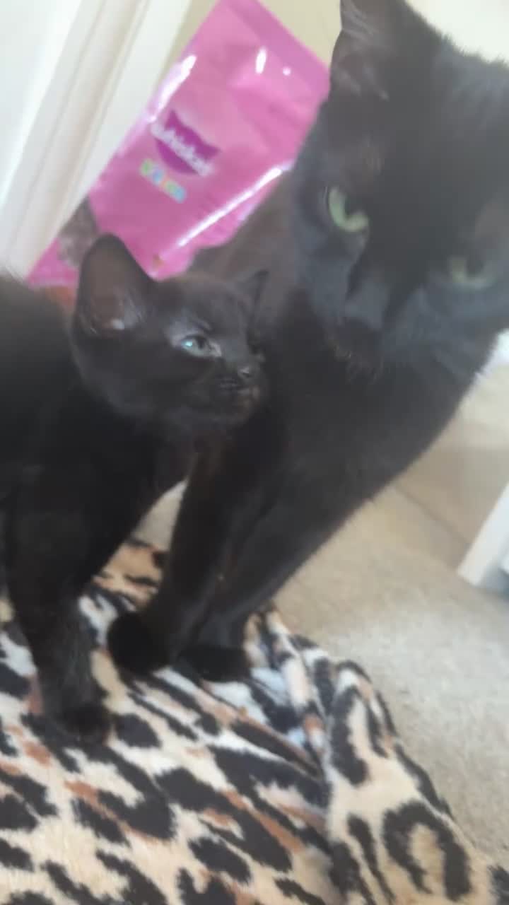 Mixed Breed cats for sale: black kittens  - Video 4