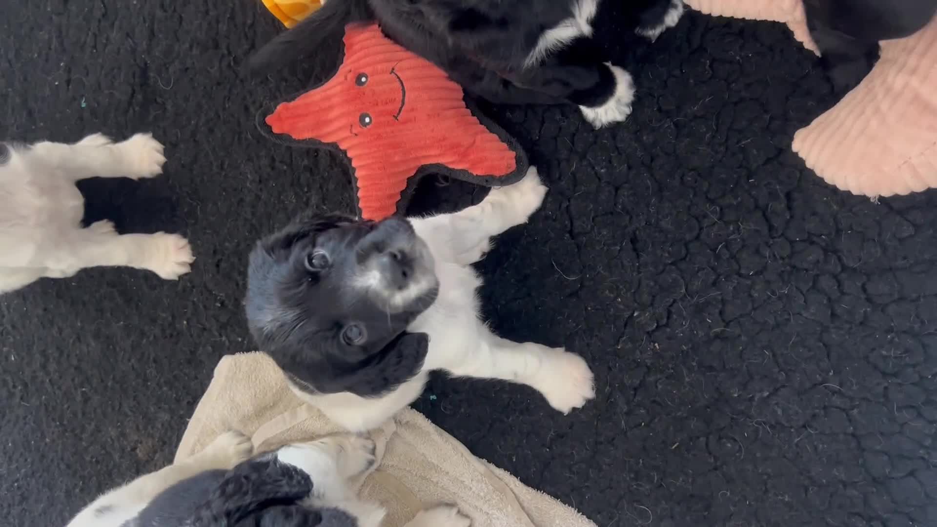 Sprocker dogs for sale: Sprocker Spaniel Puppies - Video 3