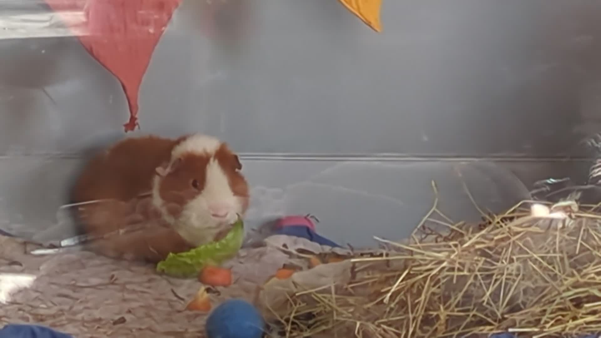 Guinea Pig rodents for sale: Pure Teddy Boy - Video 1