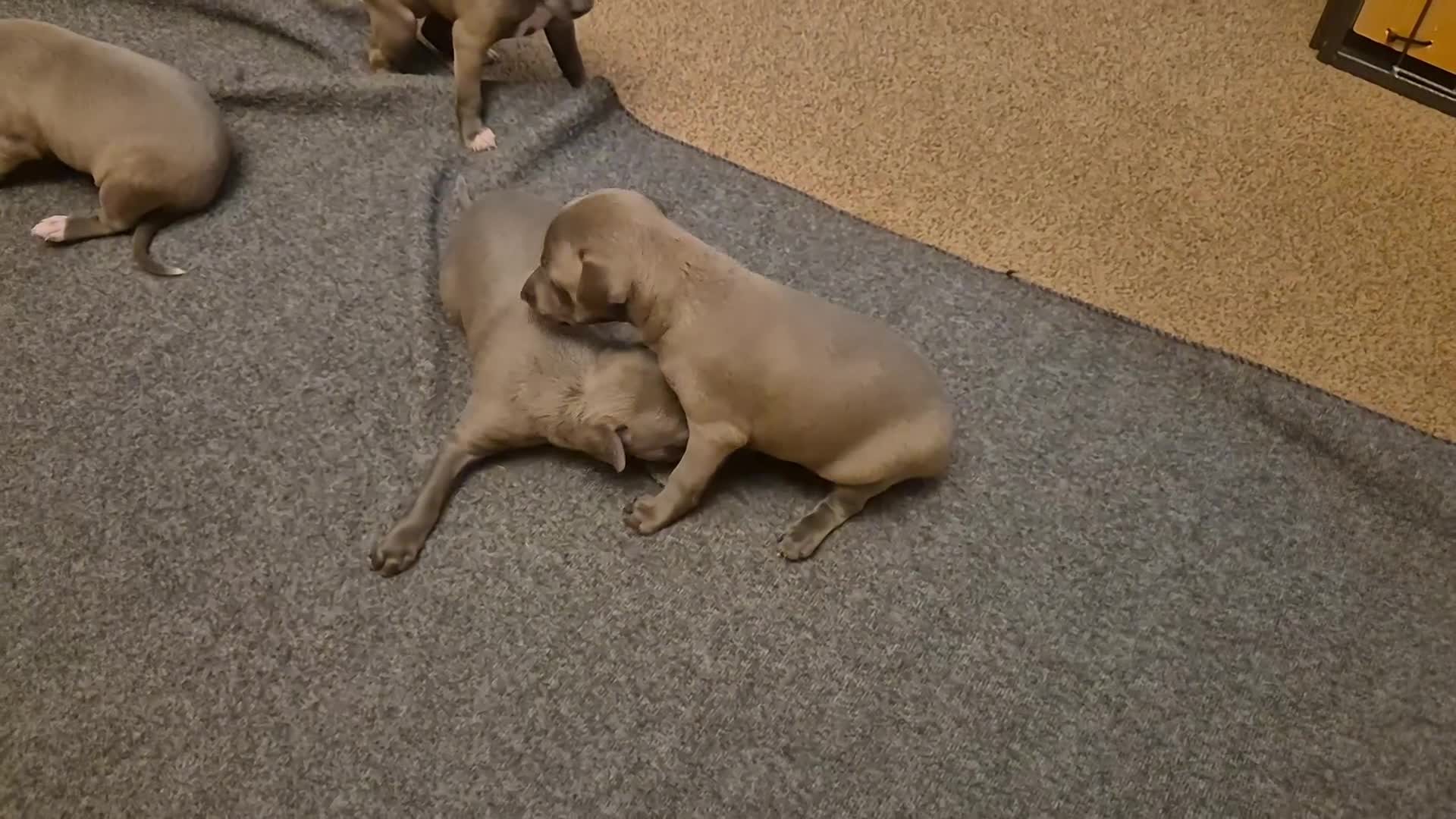 Italian Greyhound dogs for sale: Kc registered italian-greyhounds  - Video 1