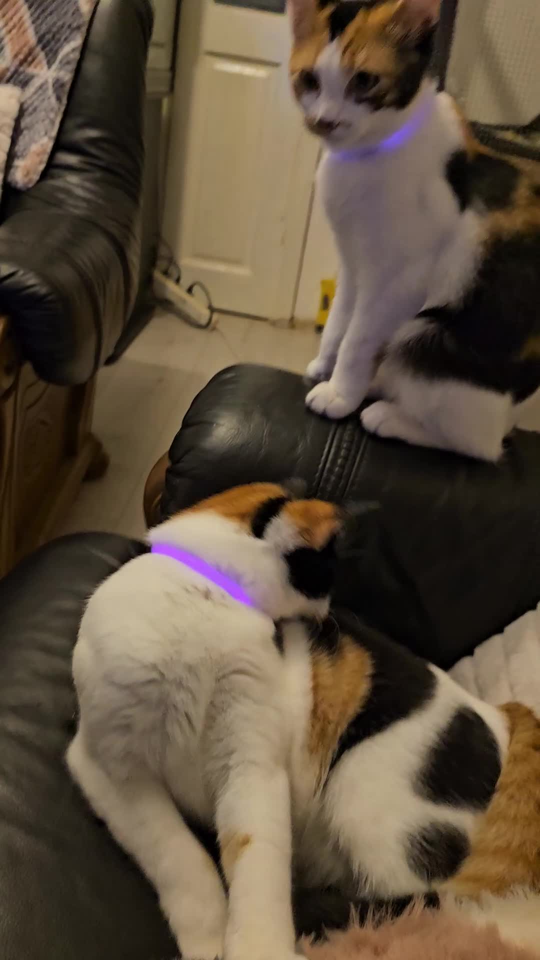 Mixed Breed cats for sale: Beautiful calico cats  - Video 1