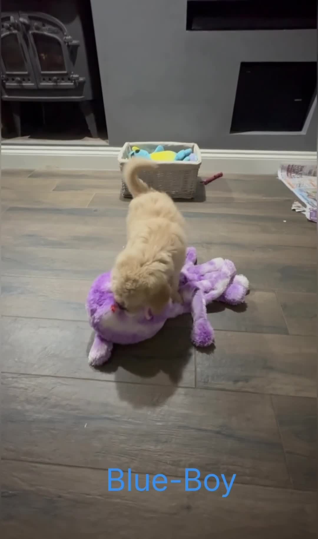 Goldendoodle dogs for sale:  🐶Multi-Generation Golden Double Doodle Puppies  - Video 2