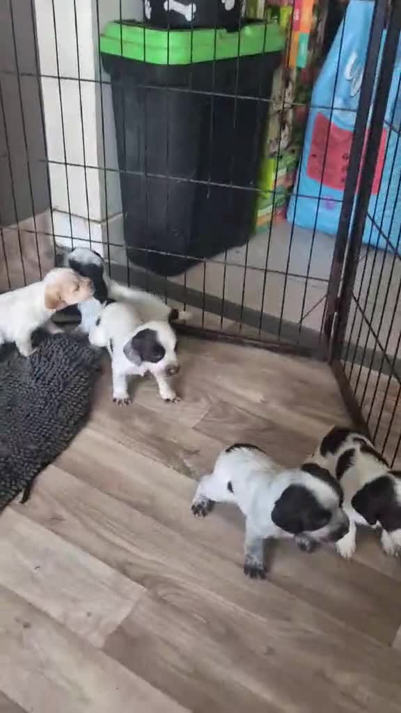 Cocker Spaniel dogs for sale: 2 x BOYS - KC Reg Working Cocker Spaniels - Video 2
