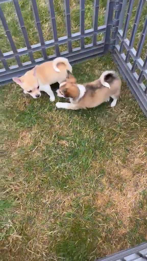 Chihuahua dogs for sale: Beautiful chihuahua pups - Video 1