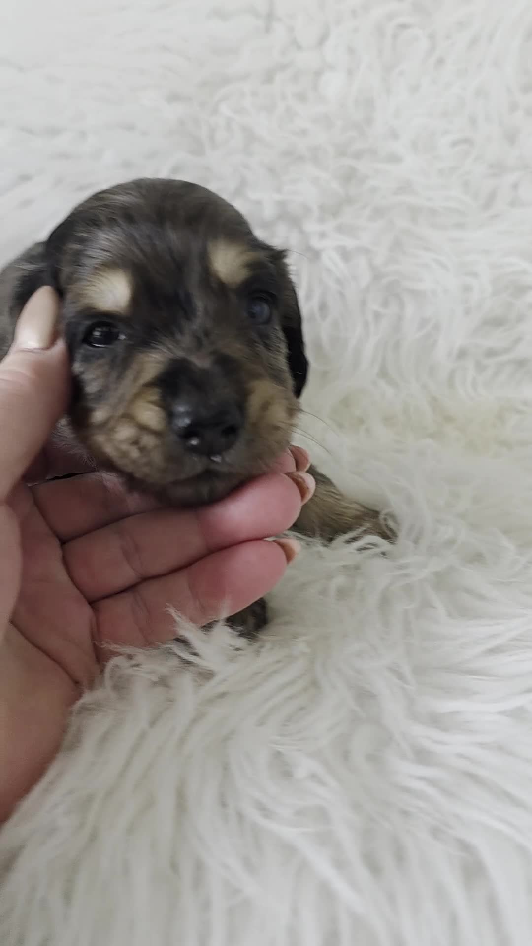 Miniature Dachshund dogs for sale: Stunning KC Long hair daxi. 5* breeders  - Video 2