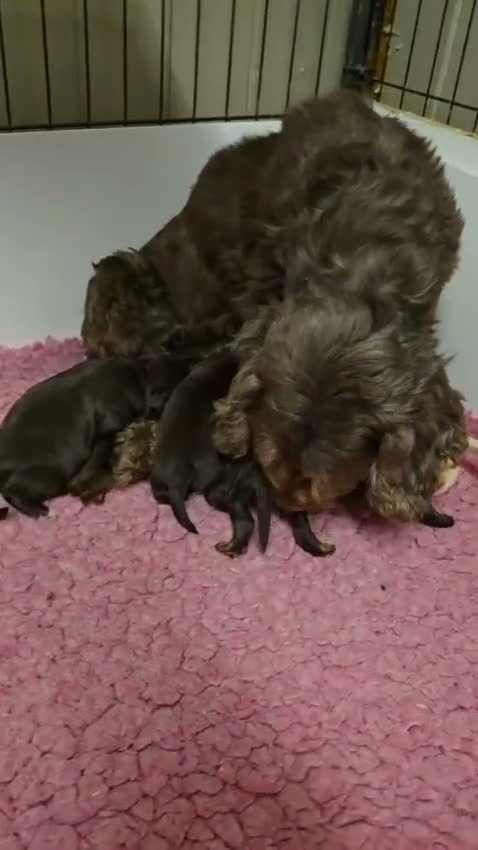 Cockapoo dogs for sale: Quality Cockapoo Puppies Homebred Domestic Licence - Video 1