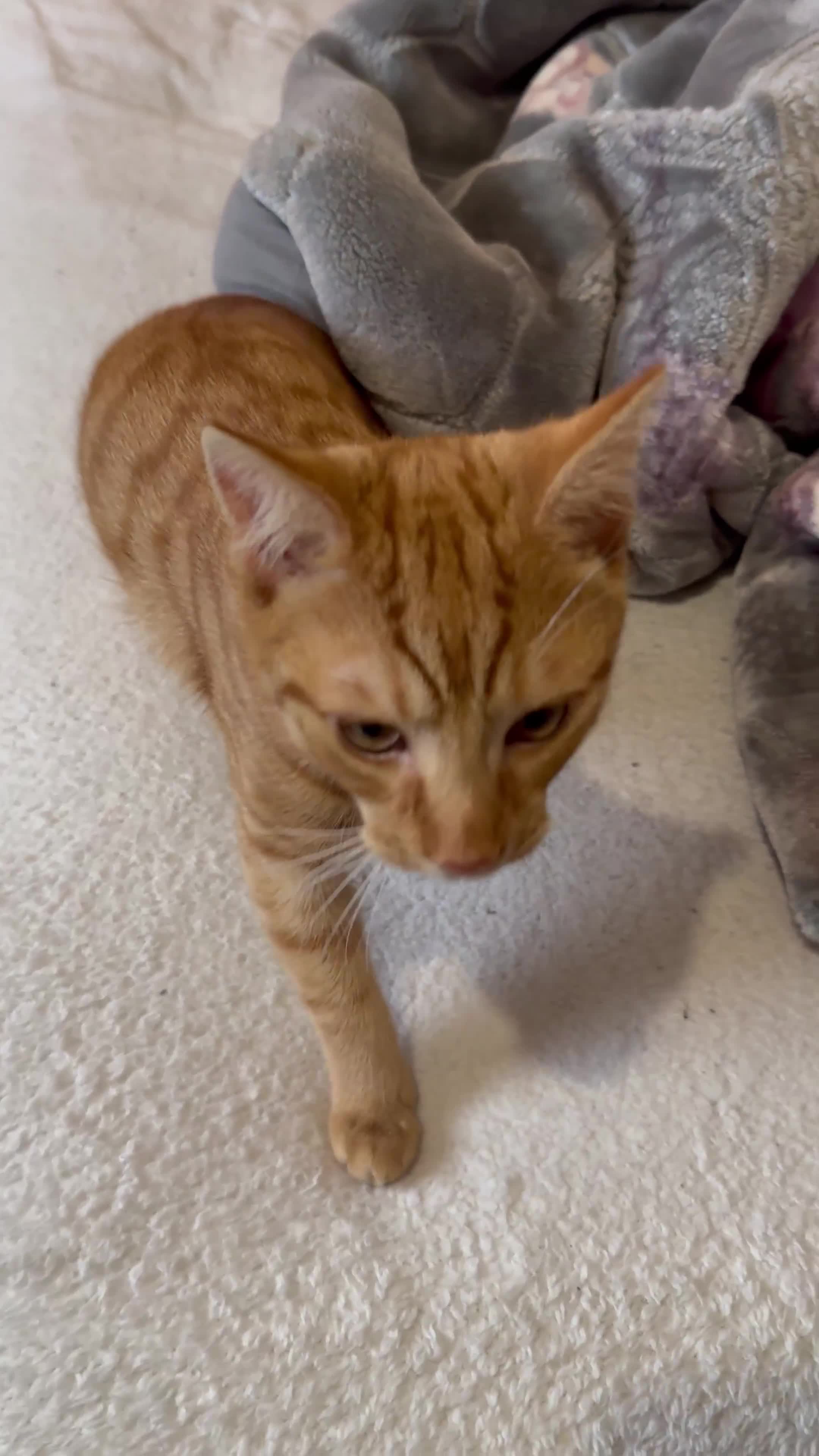 Munchkin cats for sale: Cat hudini in Slough - Video 1