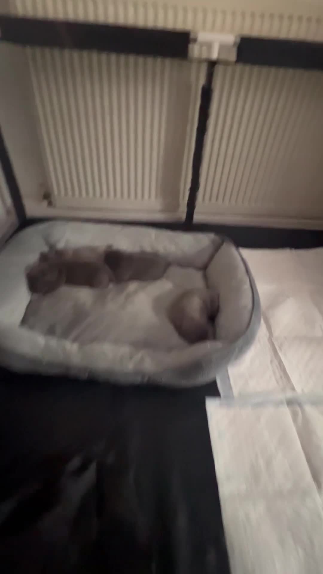 Staffordshire Bull Terrier dogs for sale: LAST BOY LEFT KC REGISTERED 5 STAR BLUE   - Video 3
