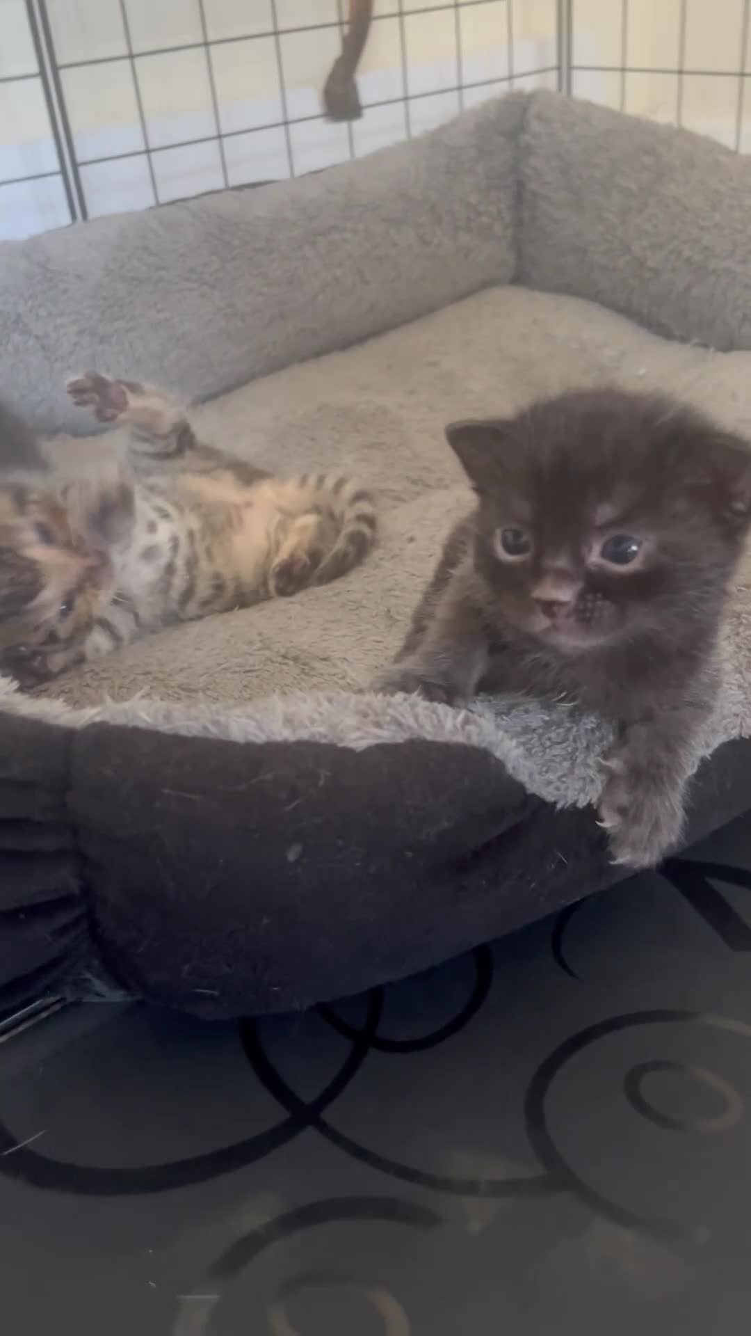 Bengal cats for sale: Beautiful kittens  in Swindon - Video 1
