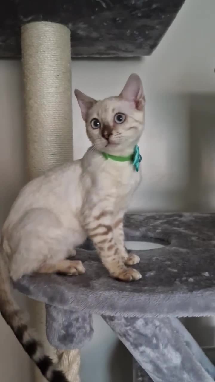 Bengal cats for sale: READY😍Snow bengal whit blue eyes💙last one LEFT  - Video 4