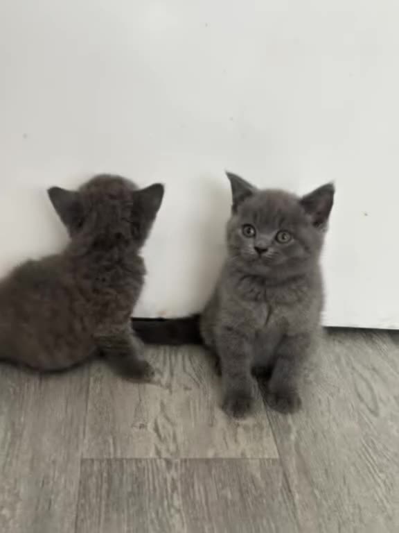 British Shorthair cats for sale: OUTSTANDING BRITISH SHORTHAIR KITTENS 🐈‍⬛ 🐾  - Video 1