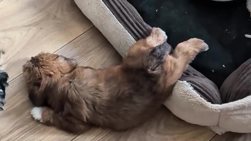 Yorkshire Terrier dogs for sale: Rare Biewer Yorkie puppies\Pedigree  - Video 3